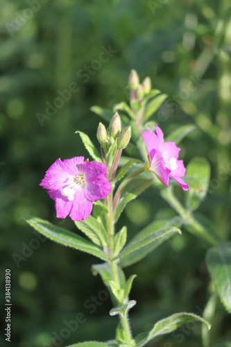 pink and white flower