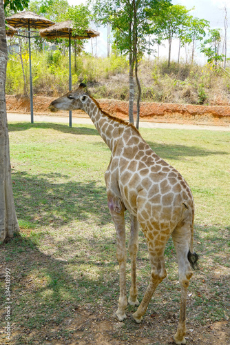 Photography The giraffe in the zoo is in Thailand.