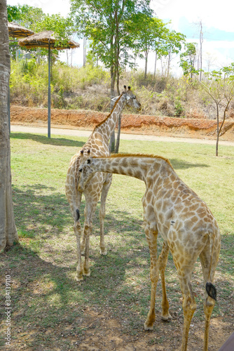 The giraffe in the zoo is in Thailand.
