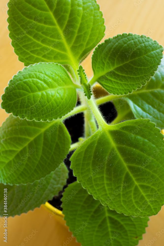 Mint leaves on a wooden table closeup Mint leaves on a wooden table closeup