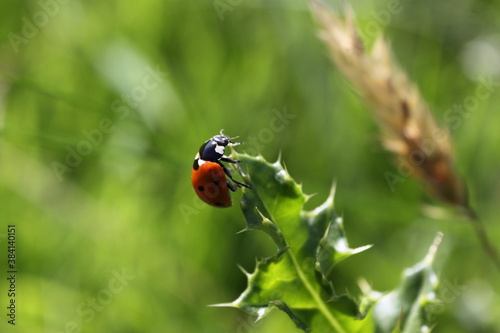 ladybug on a green leaf © Robin Greenwood