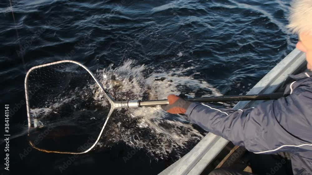 On a large dark blue lake, a fisherman caught a pike on a spinning rod and pulls it out of the water. He puts a special net under her so that she does not fall off the hook.