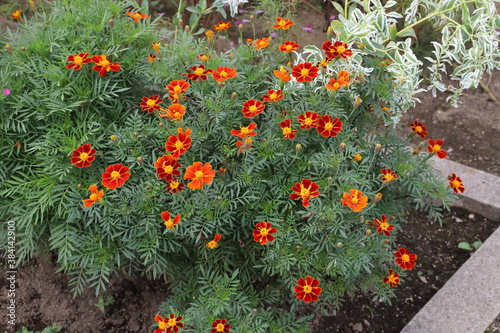 日本の秋の花壇に咲くマリーゴールドのオレンジ色の花 photo