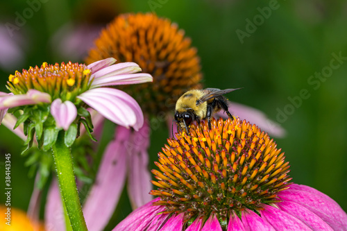Fotografie Bumble bee feeding on nectar from purple coneflower wildflower