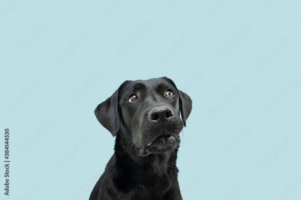 Funny black labrador dog looking up giving you whale eye caught red-handed with guilty expression. Isolated on colored blue background.
