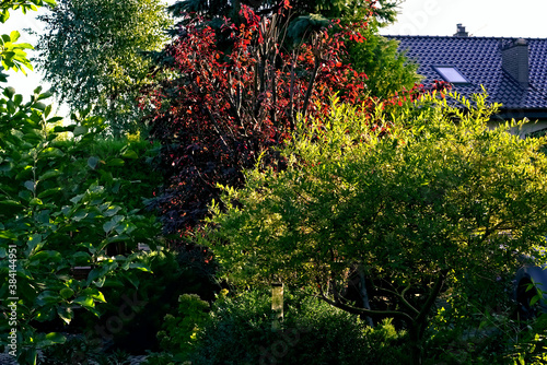 colorful trees in the backyard garden in the evening