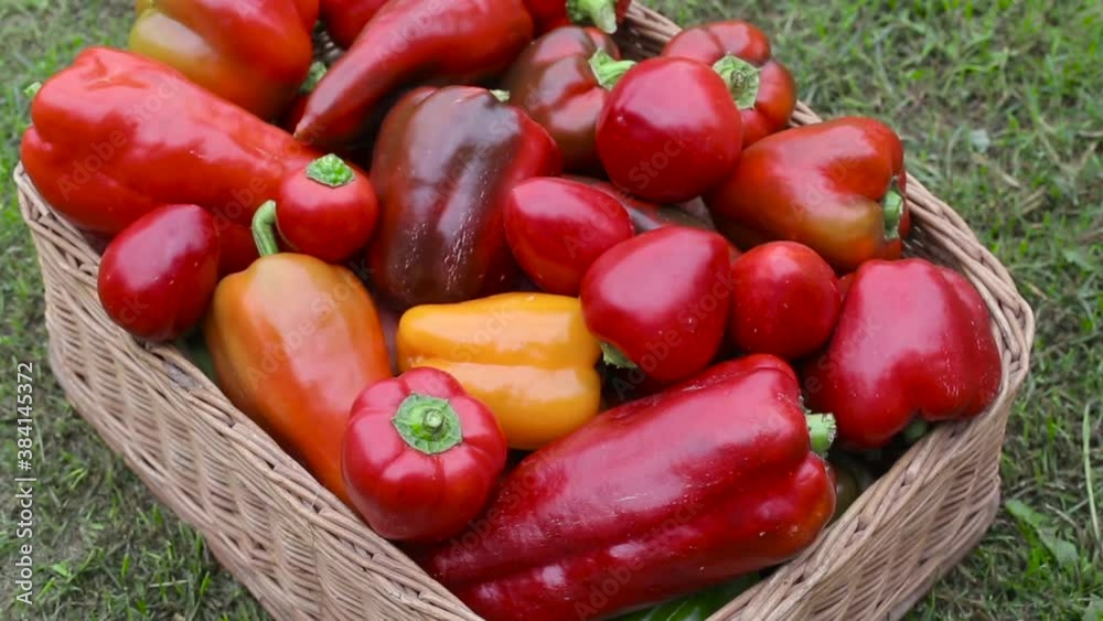Red and yellow bell peppers in a basket on the grass. Fresh and natural vegetables concept, background