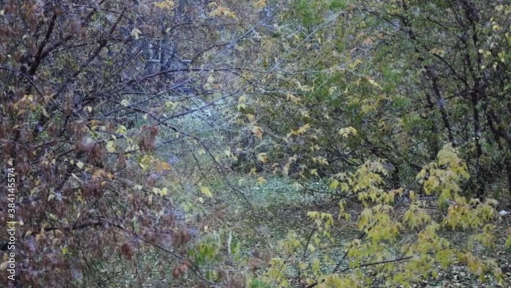 Slow motion video - Snowfall on a cloudy autumn day. Slow motion video - Snowfall on a cloudy autumn day.
