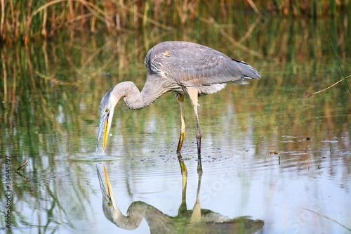 Great Blue Heron fishing in a swamp