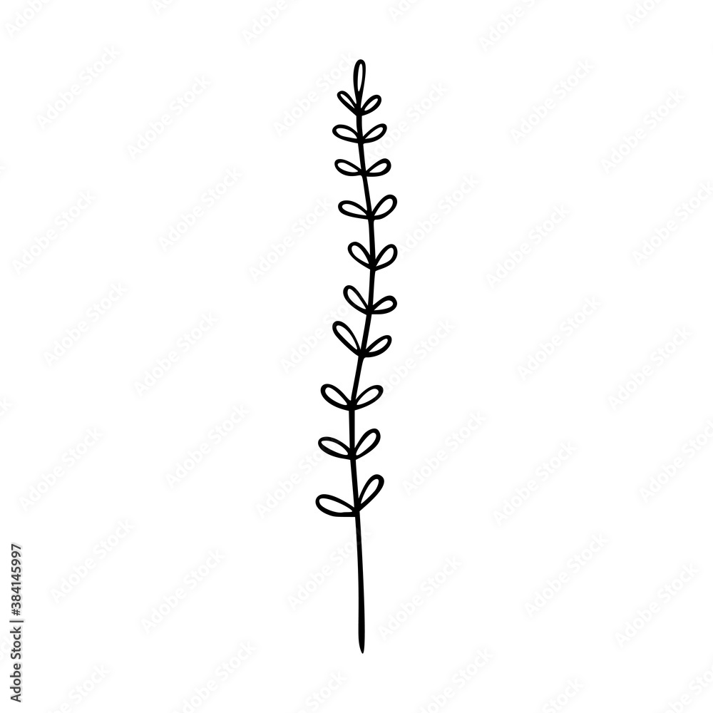 Wildflower outline hand drawn element. Herbs doodle botanical icon. Herbal and meadow plant, grass.