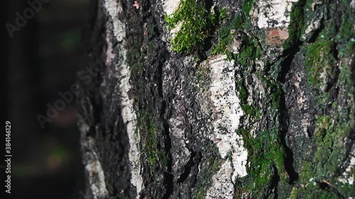 Tree bark with moss close up photo