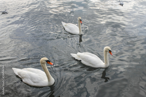 Three beautiful white swans floating in Limmat river  Zurich Switzerland