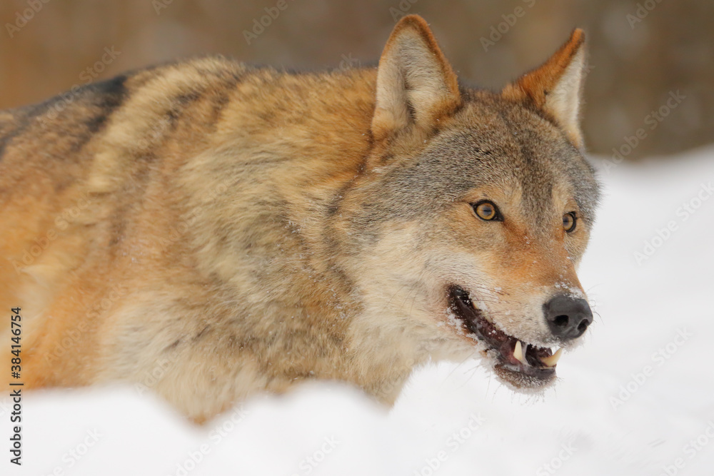 Wolf. Wild animal on snow in winter forest. Canis lupus Wolf. Wild animal on snow in winter forest. Canis lupus