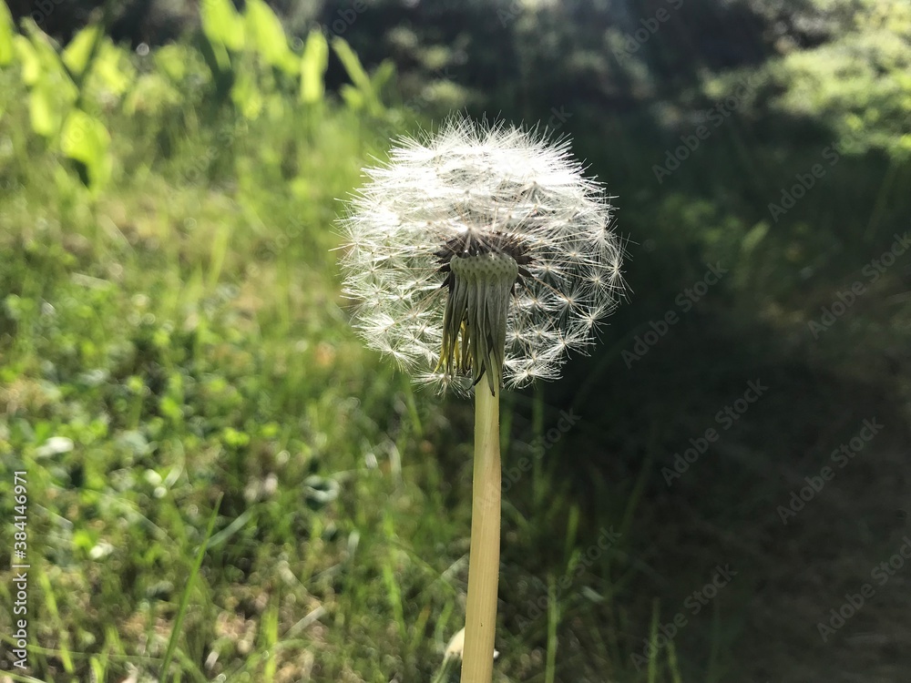 Fototapeta premium dandelion head
