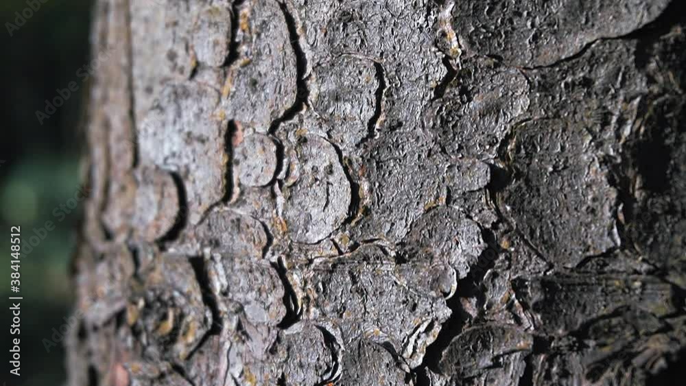 Tree bark close up. Spruce Tree bark close up. Spruce