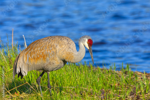 Sandhill Crane on a Grassy Shore, Sleeping Bear Dunes National Lakeshore, Michigan, USA