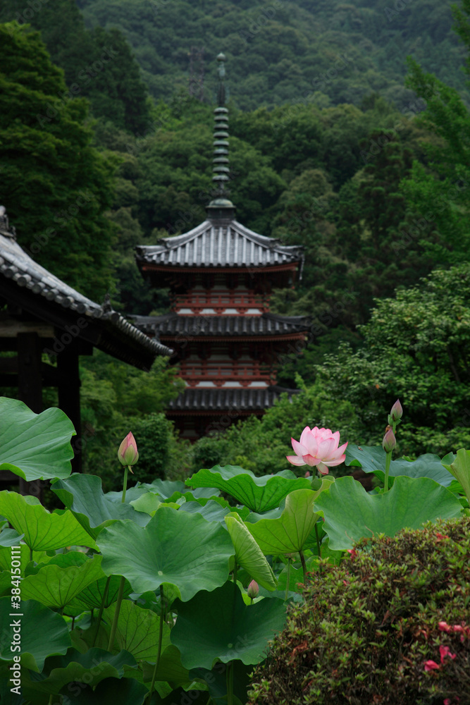 蓮の花咲く三室戸寺 蓮の花咲く三室戸寺