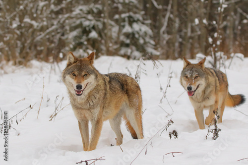 Wolf. Wild animal on snow in winter forest. Canis lupus