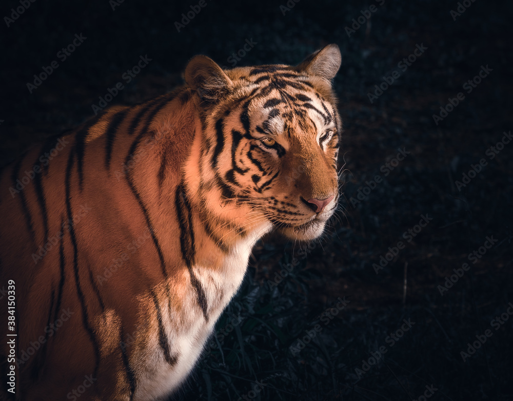 Bengal Tiger