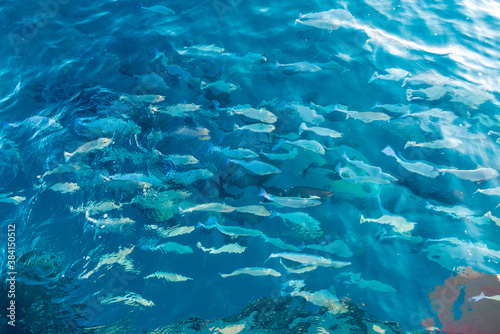 Shoal of fish in blue water of Indian ocean on Maldive islands shot from below