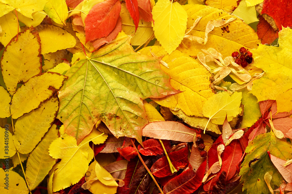 Fototapeta premium Wet autumn leaves in water, autumn background.
