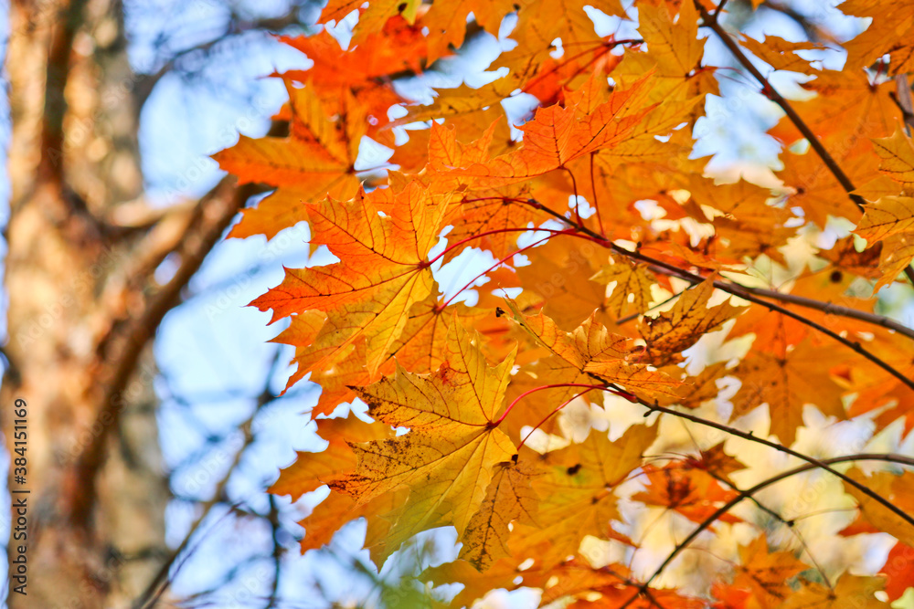 Bright red-orange maple leaves on the background of a pine forest. Colorful autumn background. Indian summer. Bright red-orange maple leaves on the background of a pine forest. Colorful autumn background. Indian summer.
