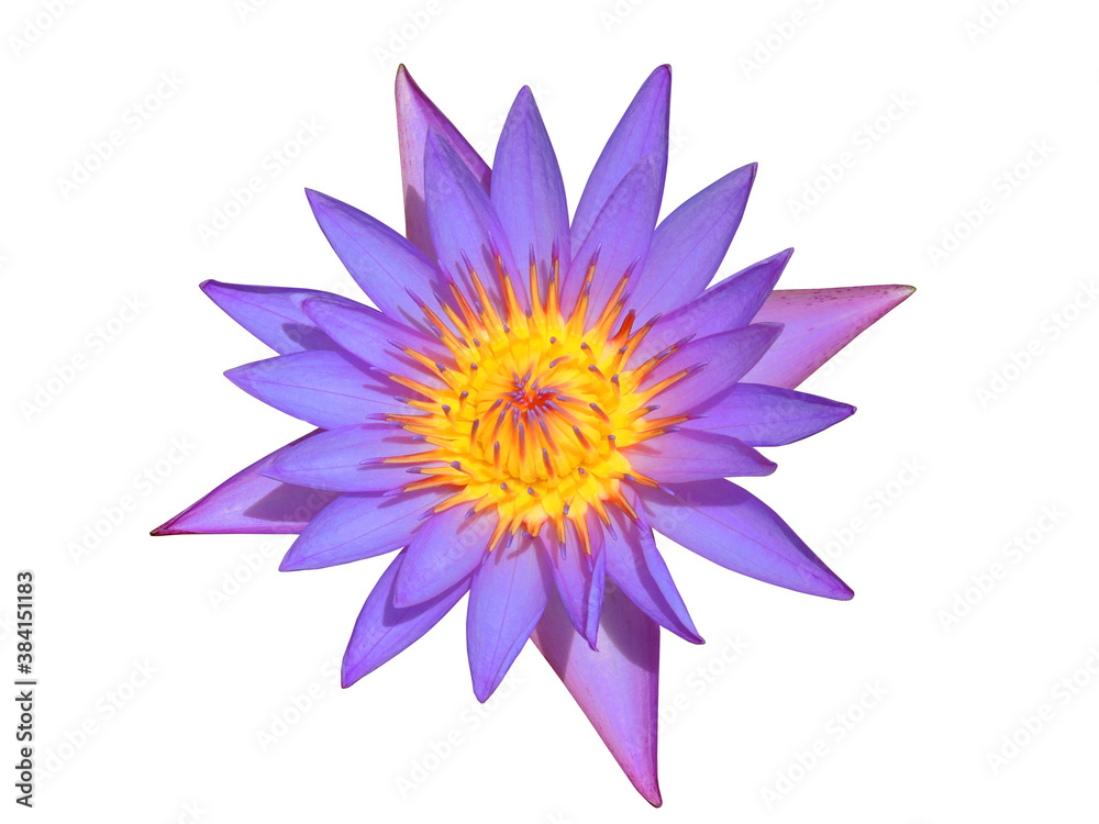 Close up Purple lotus flower (Water Lily) with yellow pollen on white background  (with Clipping path)