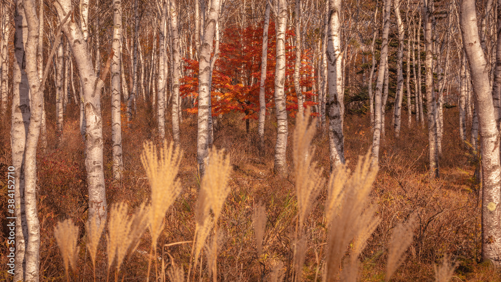Fototapeta premium 長野県 白樺群生地 紅葉