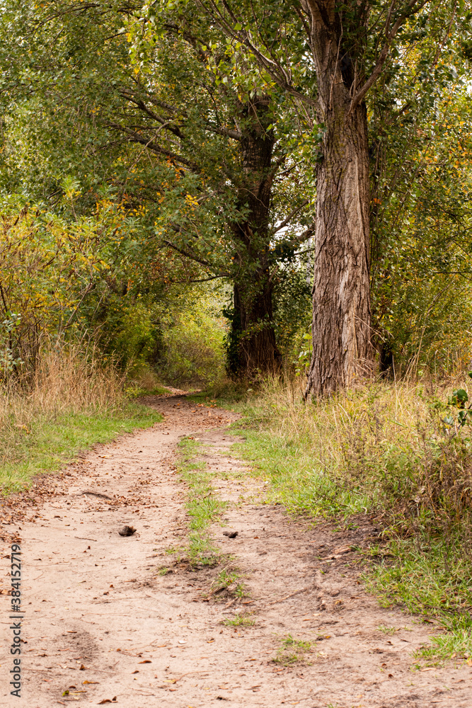 Ukraine, Kyiv - 3 October 2020:: Footpath road in forest near lake Ukraine, Kyiv - 3 October 2020:: Footpath road in forest near lake