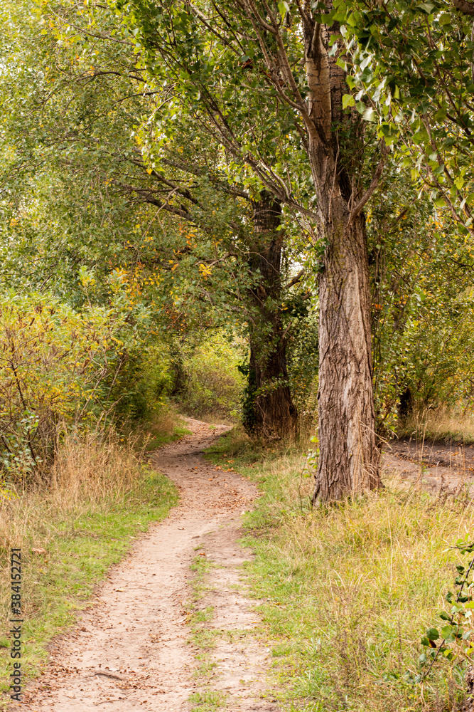 Ukraine, Kyiv - 3 October 2020:: Footpath road in forest near lake