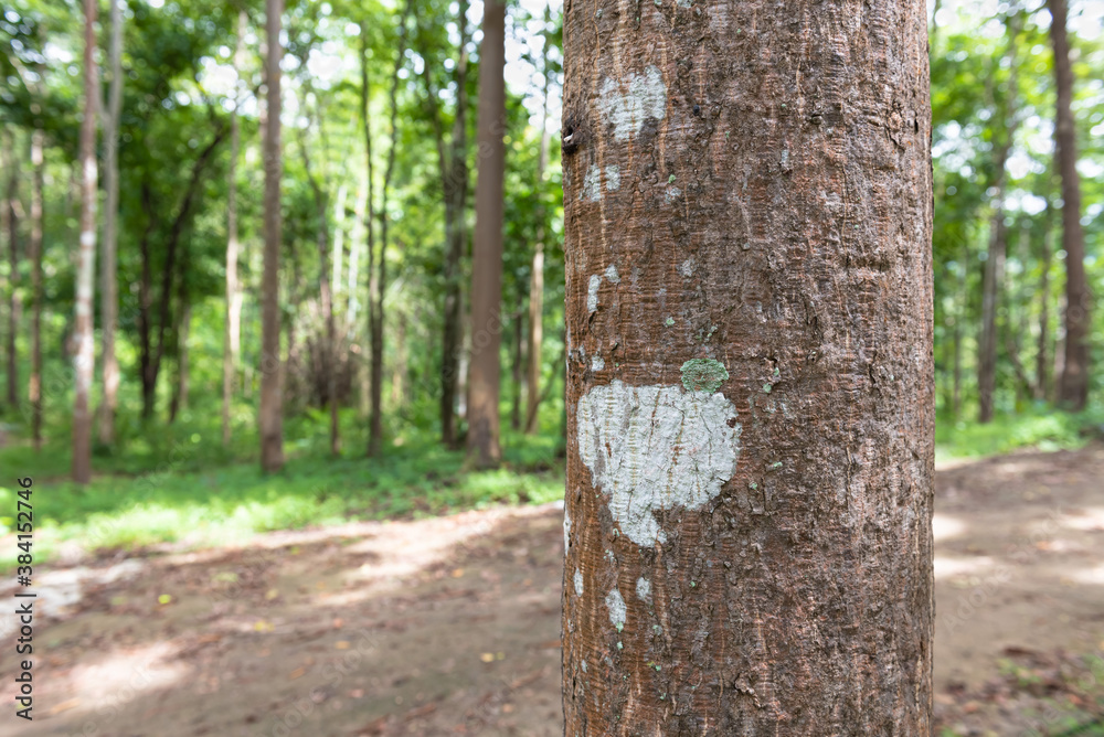 Fototapeta premium Forest/Trees in Forest Row , as well as regulations