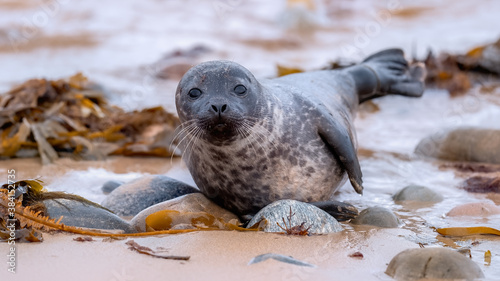 Common seal pup (harbour seal) lying comfortably on a rocky beach by the shore
