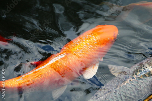 koi fish in pond