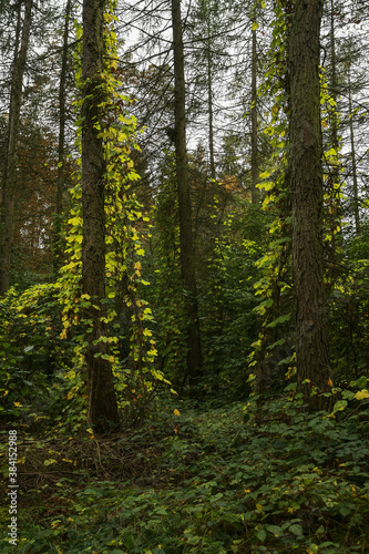 Wild hop plants (Humulus lupulus) are climbing up spruce trunks at the edge of the forest, selected focus photo