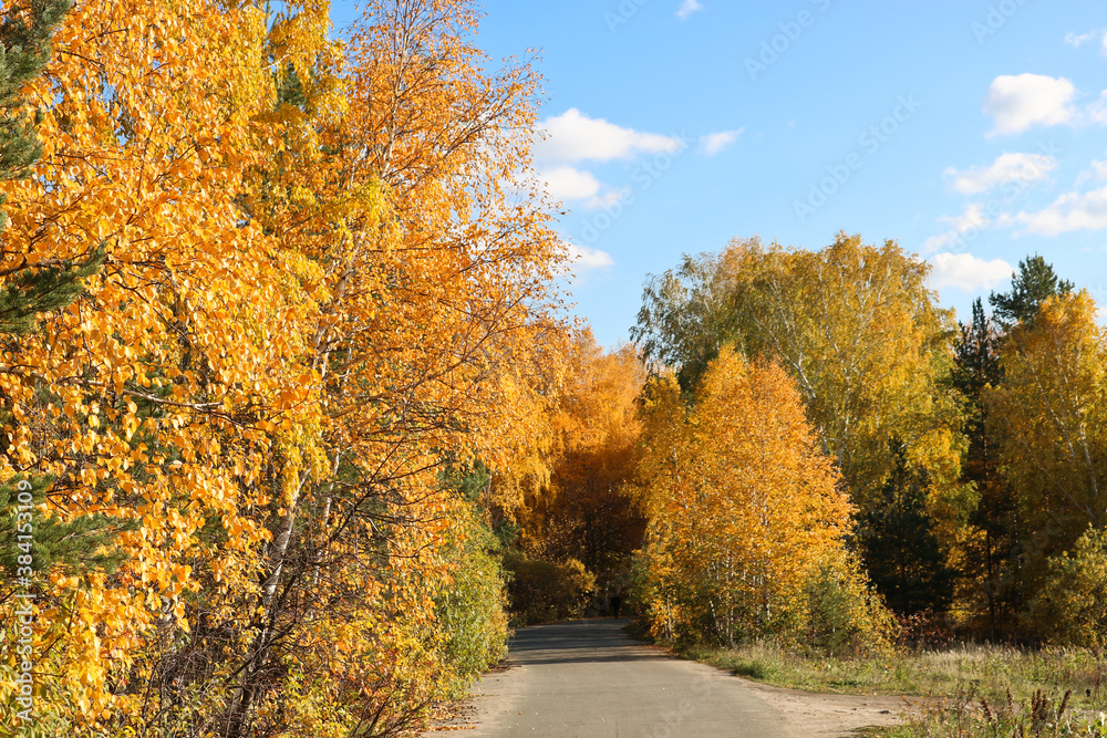 Fototapeta premium Indian summer - an asphalt path in a city park among trees with bright yellow and orange foliage. Autumn background.