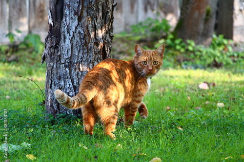 cat