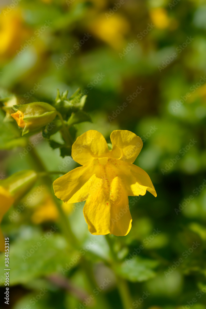 Fototapeta premium Monkey flower