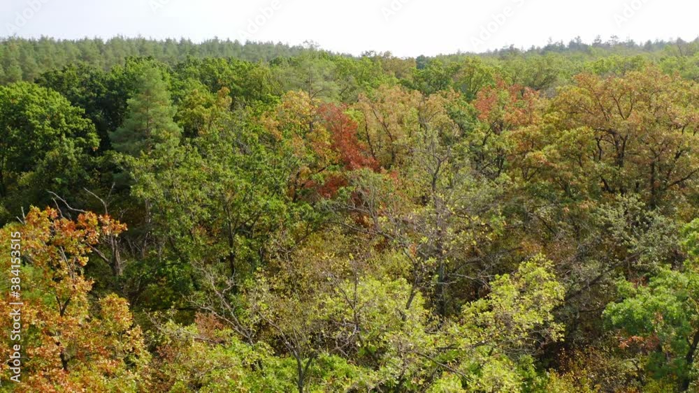 Beautiful forest in early autumn. Flying over the tree tops with colorful woods in sunny day. Nature background. Slow motion. Beautiful forest in early autumn. Flying over the tree tops with colorful woods in sunny day. Nature background. Slow motion.