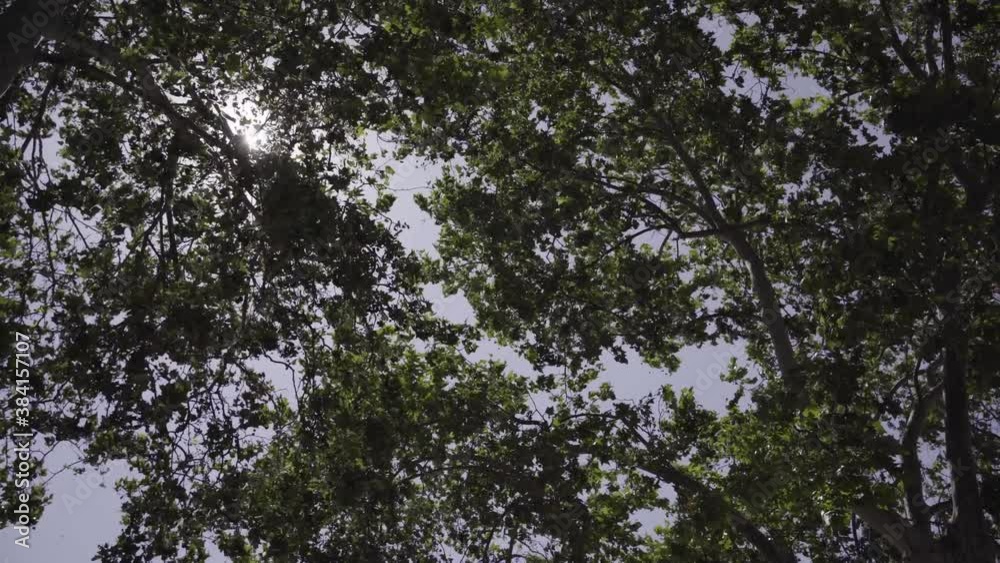 Green Jungle Trees Against Blue Sky and Shining Sun. Travel Vacation Nature Concept. Look Up View in Tropical Forest Background. Green Jungle Trees Against Blue Sky and Shining Sun. Travel Vacation Nature Concept. Look Up View in Tropical Forest Background.