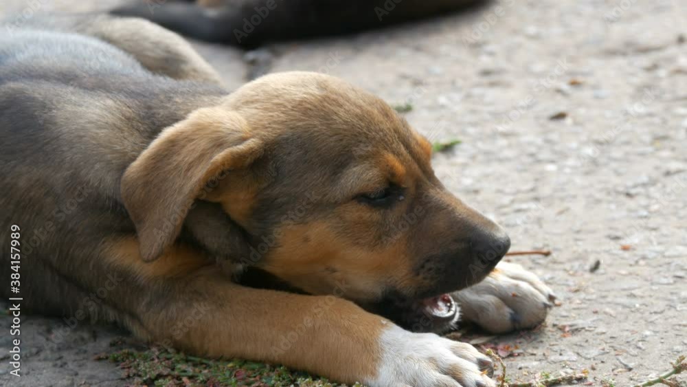 One little funny puppy eating a bone, homeless dog in the street.
