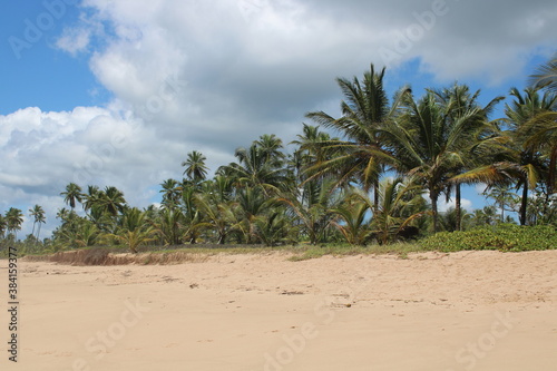 palm tree coconut brazilian beach paradise 