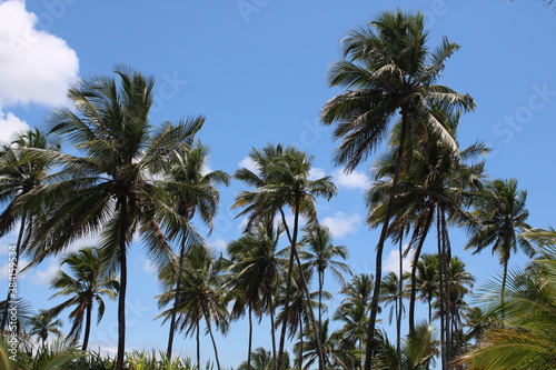 palm tree coconut brazilian beach paradise 