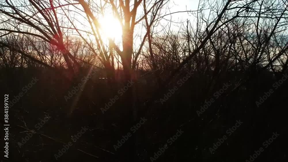 Beautiful tilt-down drone shot of a sunset filmed through tree branches at golden hour.