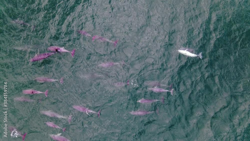 Pod Of Playful Pink Dolphins Swimming Together Under The Deep Blue Sea - New South Wales, Australia.  - aerial, top down shot