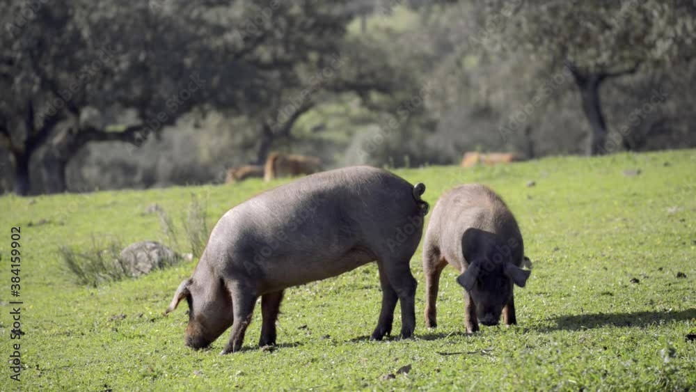 Two Iberian female pigs eating grass in the foreground in the field Two Iberian female pigs eating grass in the foreground in the field