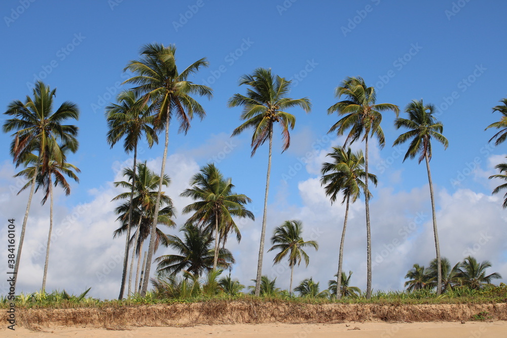 palm tree coconut brazilian beach paradise 