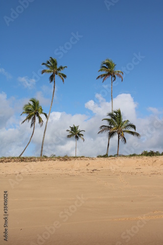 palm tree coconut brazilian beach paradise 