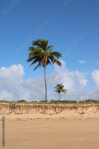 palm tree coconut brazilian beach paradise 