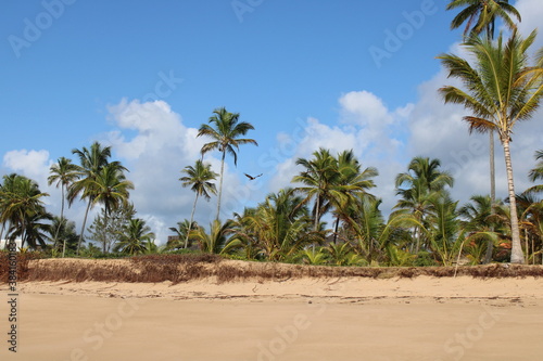 palm tree coconut brazilian beach paradise  © MAURICE