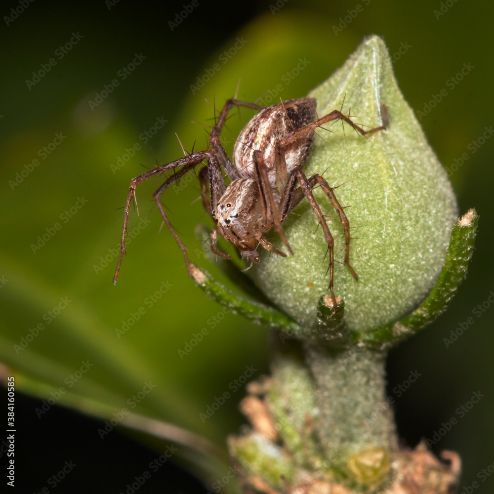 Brown Spider in the garden Brown Spider in the garden